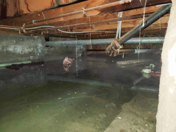 Best Basement water damage restoration  in San Luis, AZ