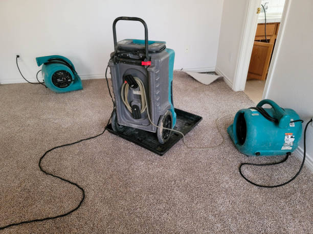 Best Ceiling water damage repair  in San Luis, AZ
