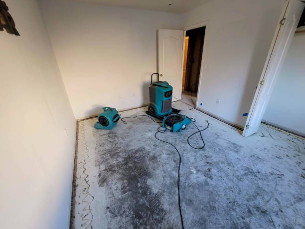 Best Professional water damage repair  in San Luis, AZ