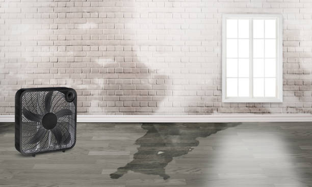 Best Water damage contractors near me  in San Luis, AZ